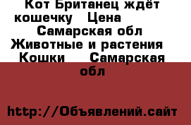 Кот Британец ждёт кошечку › Цена ­ 2 000 - Самарская обл. Животные и растения » Кошки   . Самарская обл.